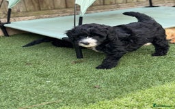 Sheepadoodle dogs for sale: Miniature Sheepadoodles (F1) - Image 6