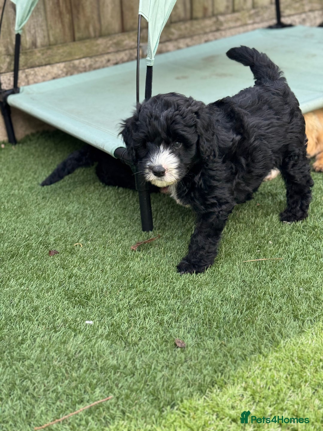 Sheepadoodle dogs for sale: Miniature Sheepadoodles (F1) - Image 6