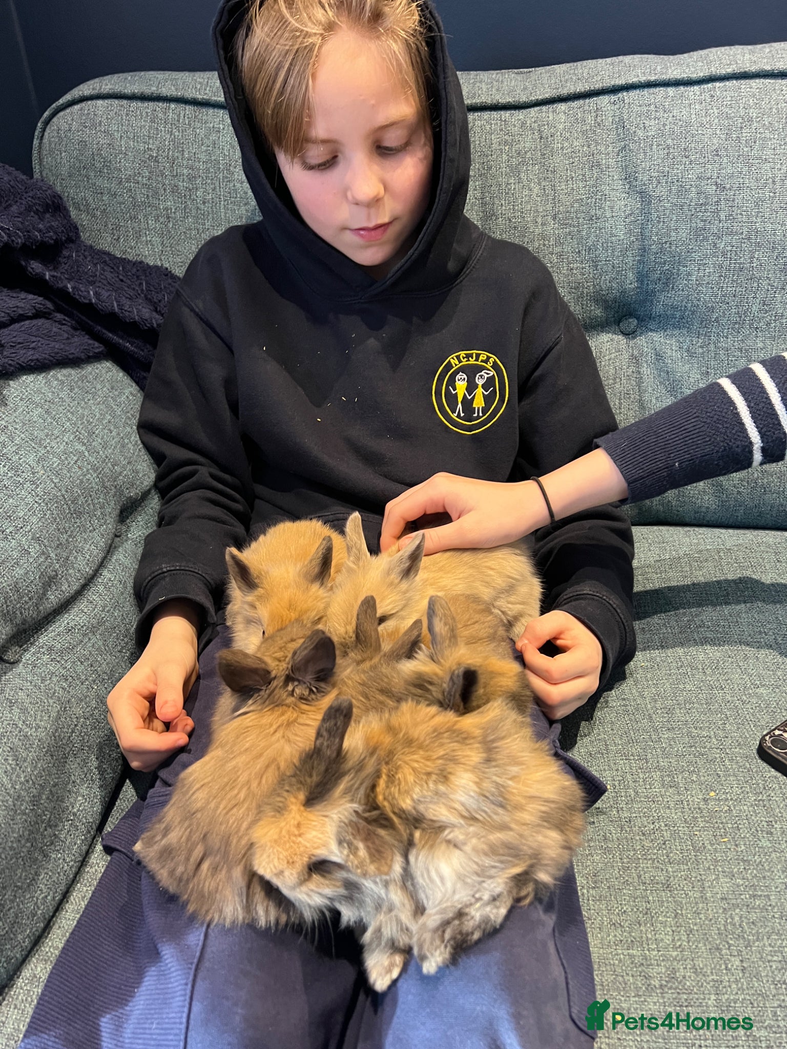 Mini Lion Lop rabbits Gorgeous Mini lion lops  - Advert 1