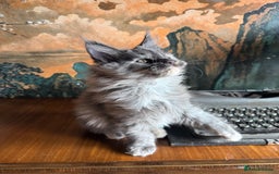 Maine Coon cats for sale: Tica registered Maine Coons from champion lines  - Image 5