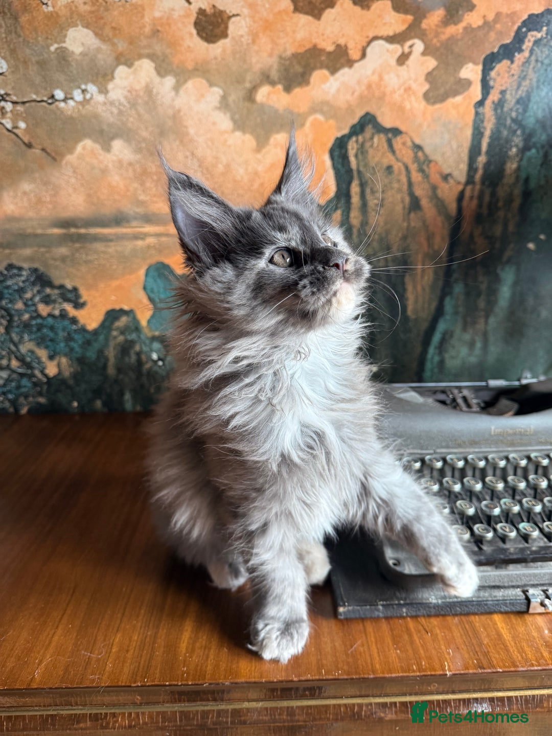 Maine Coon cats for sale: Tica registered Maine Coons from champion lines  - Image 5