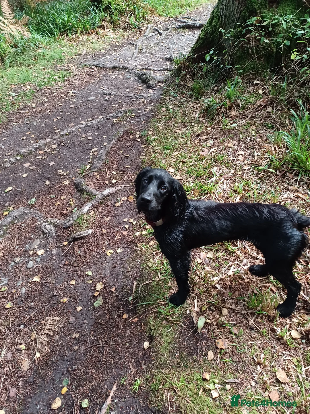 Cocker Spaniel dogs for sale: Working Cocker Spaniels  - Advert 6