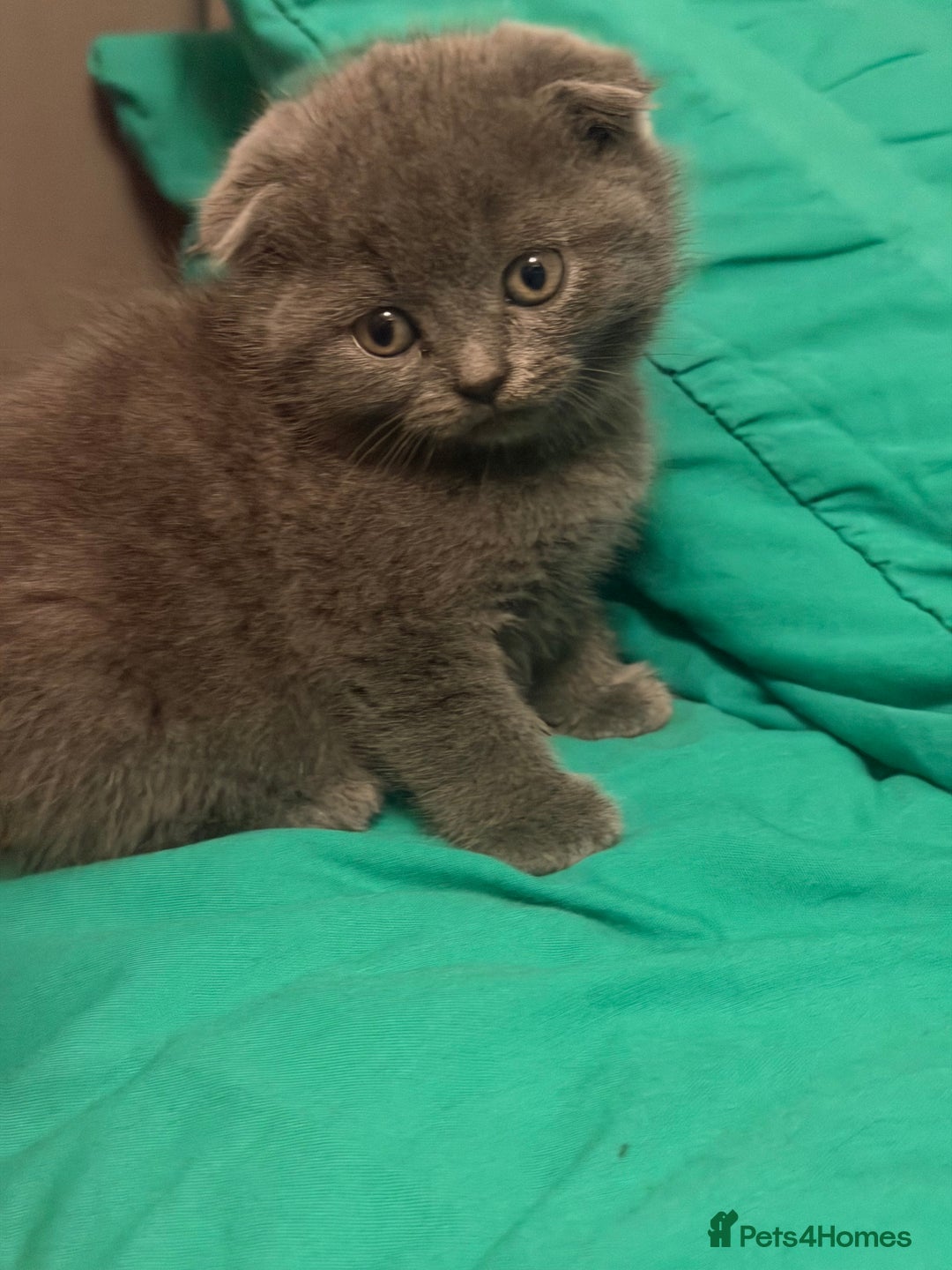 Scottish Fold cats for sale: Scottish fold kittens - Advert 8