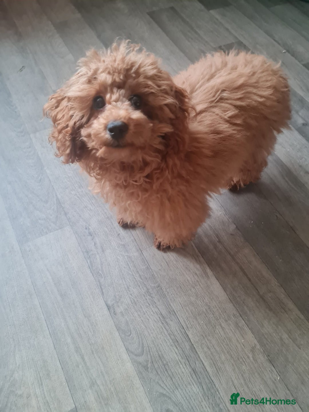Toy Poodle dogs for sale: Female red tiny toy poodle - Advert 3