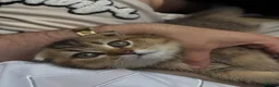 Scottish Fold cats for sale: Adorable Scottish Fold golden kitten  in Mitcham - Advert 4