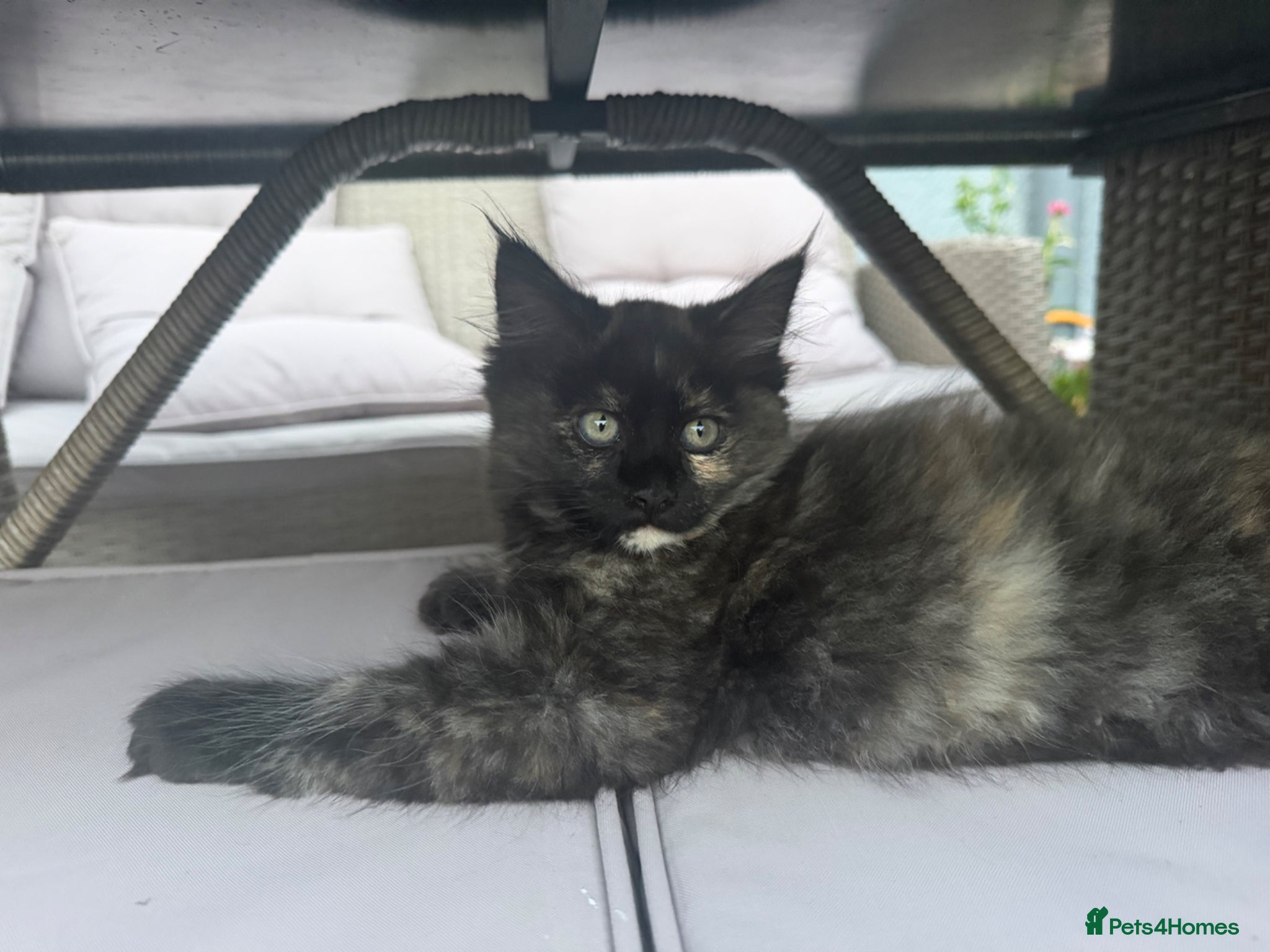 Ragcoon cats RAGCOON STUNNING 5star kittens  😻 - Advert 2