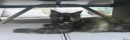 Ragcoon cats for sale: RAGCOON STUNNING 5star kittens  😻 - Advert 1