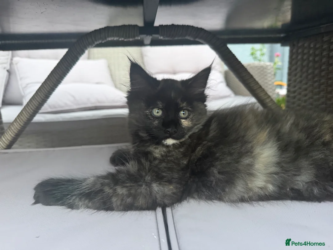 Ragcoon cats for sale: RAGCOON STUNNING 5star kittens  😻 - Advert 1