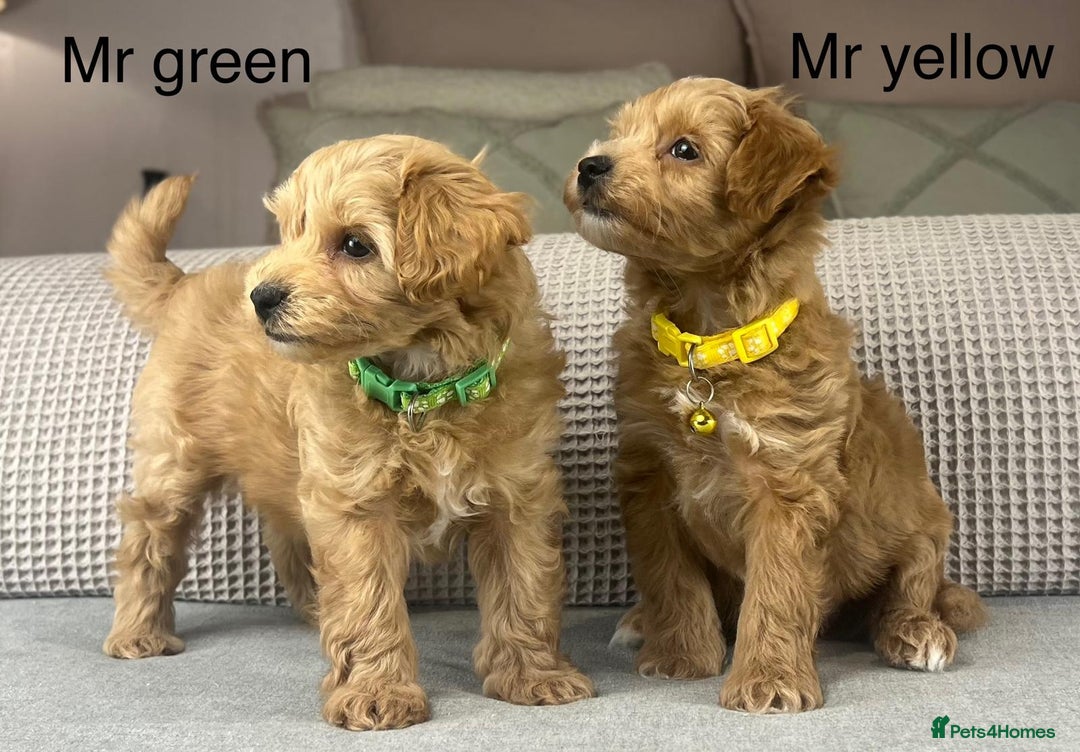 Maltipoo dogs for sale: STUNNING BOYS AND GIRL. DNA TESTED CLEAR FATHER - Image 5