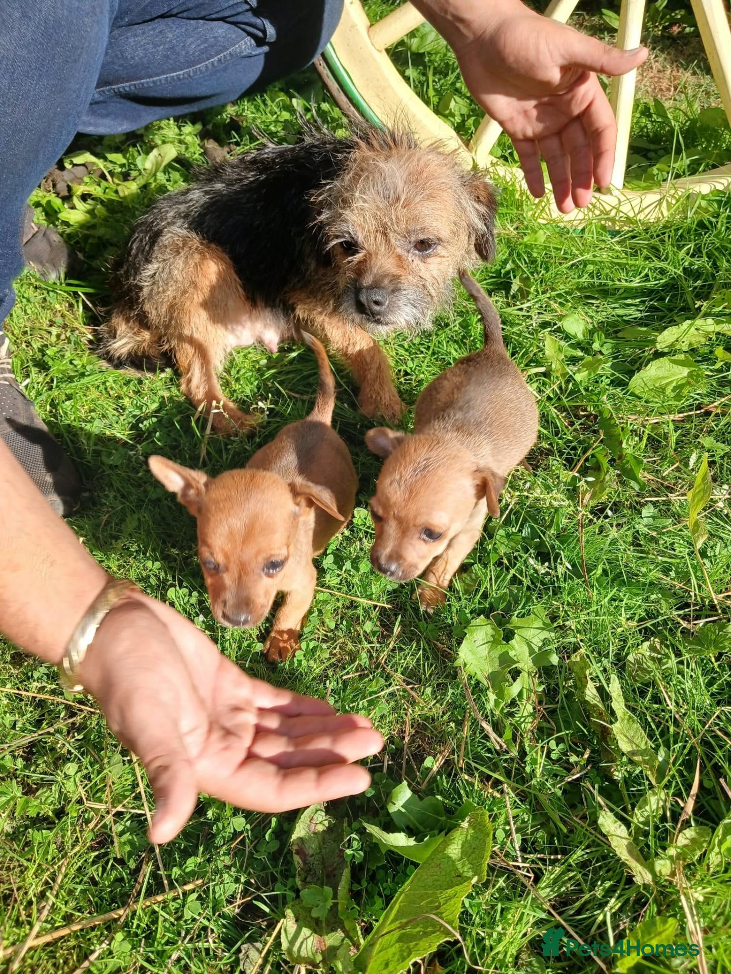 Border Terrier dogs 2 border terrier puppies for sale  - Advert 1