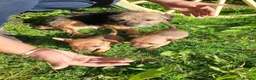 Border Terrier dogs for sale: 2 border terrier puppies for sale  - Advert 1