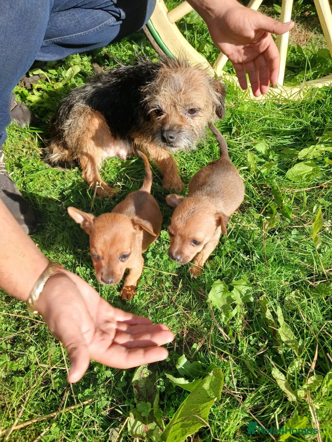 Border Terrier dogs for sale: 2 border terrier puppies for sale  - Advert 1