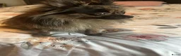 Pomeranian dogs for sale: OSCAR young Pom Male for sale  - Advert 3