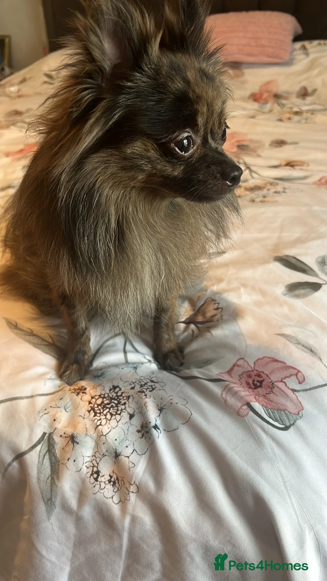 Pomeranian dogs for sale: OSCAR young Pom Male for sale  - Advert 3