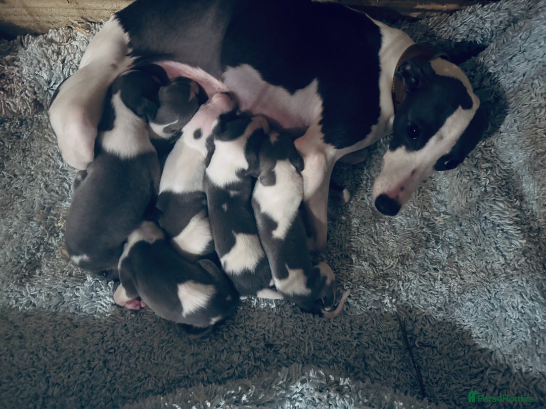 Whippet dogs for sale: 🐾 Exceptional small sized KC Reg Whippet Pups🐾 - Advert 3