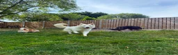German Shepherd dogs for sale:  Beautiful White German Shepherd – Monty in Ripley - Advert 3