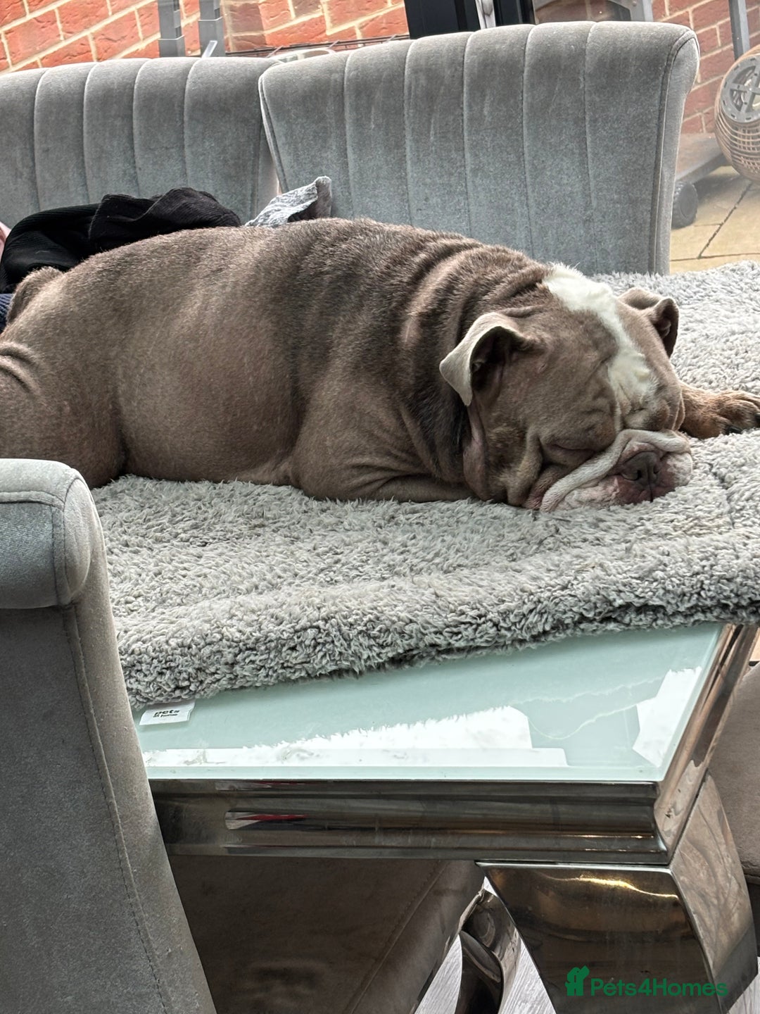 Mixed Breed dogs for sale: cano corso cross lilac british bulldog - Image 3