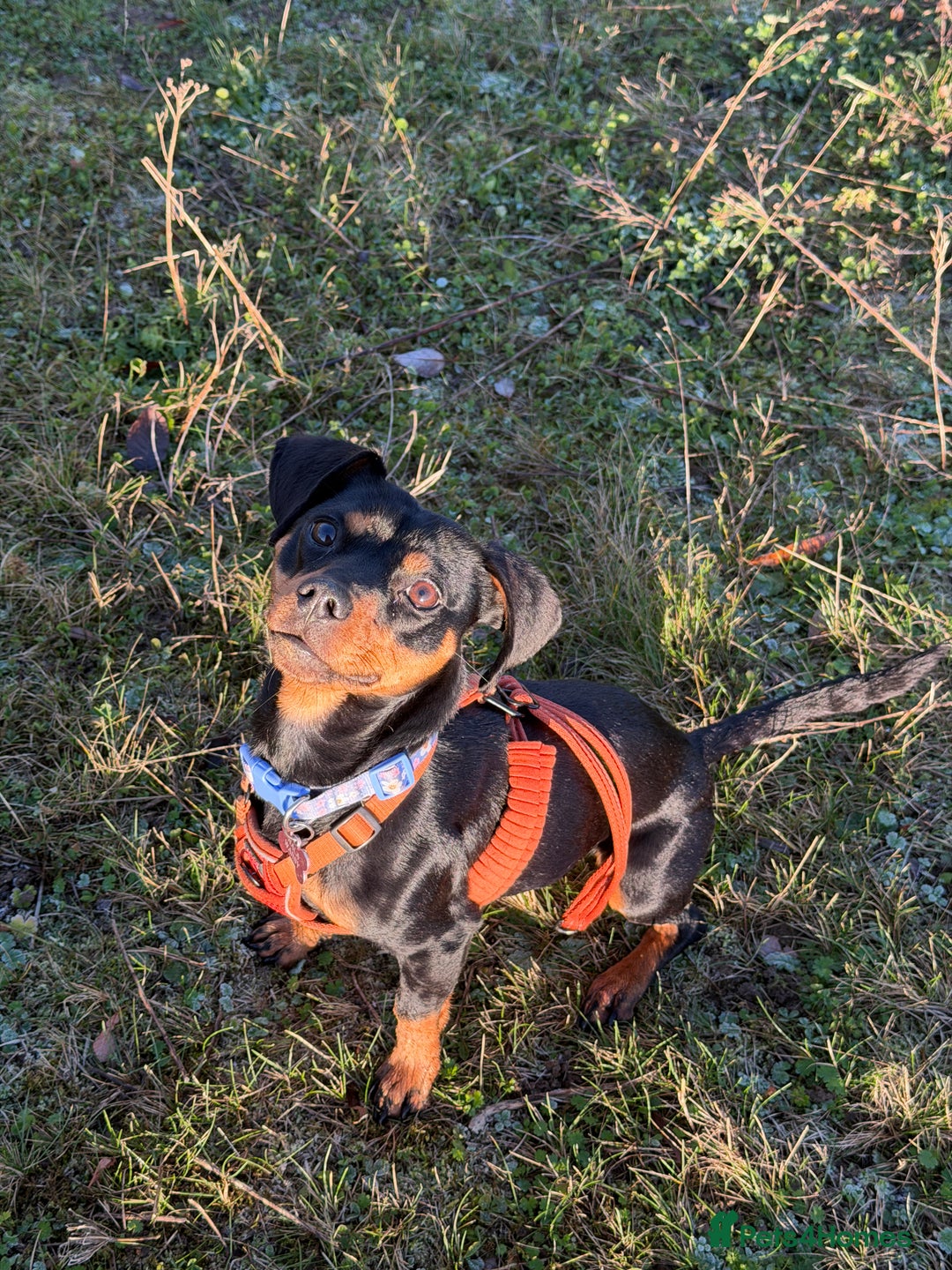 Mixed Breed dogs for sale: Nala 12/01/2024 - Advert 9