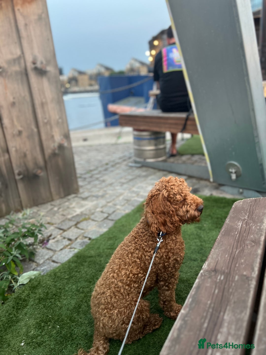 Cockapoo dogs for sale: Adorable Cockapoo Looking for a Loving New Home - Image 2