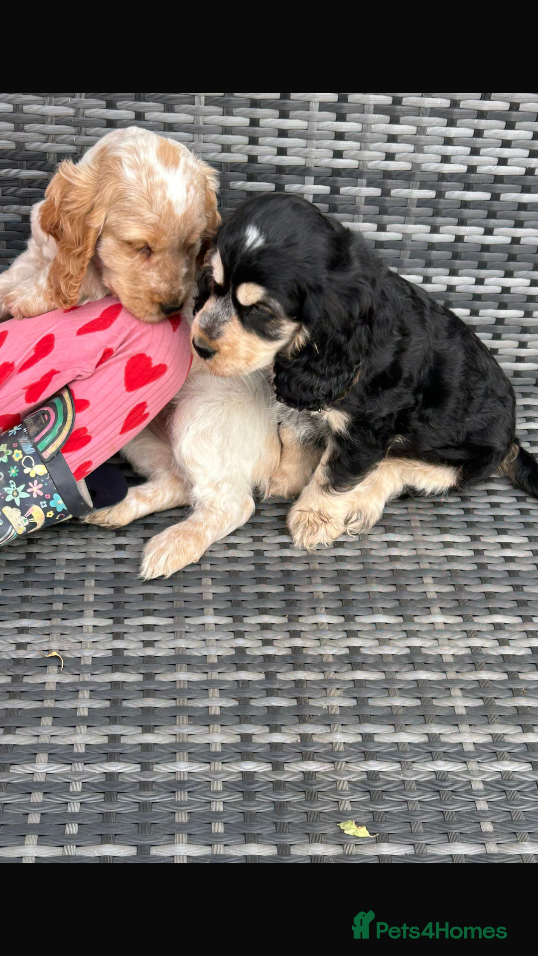 Cocker Spaniel dogs for sale: QUALITY QUALITY PURE BRED SHOW COCKER SPANIEL PUPS - Image 5