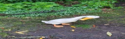 Ducks poultry for sale: Runner Ducks  - Advert 8