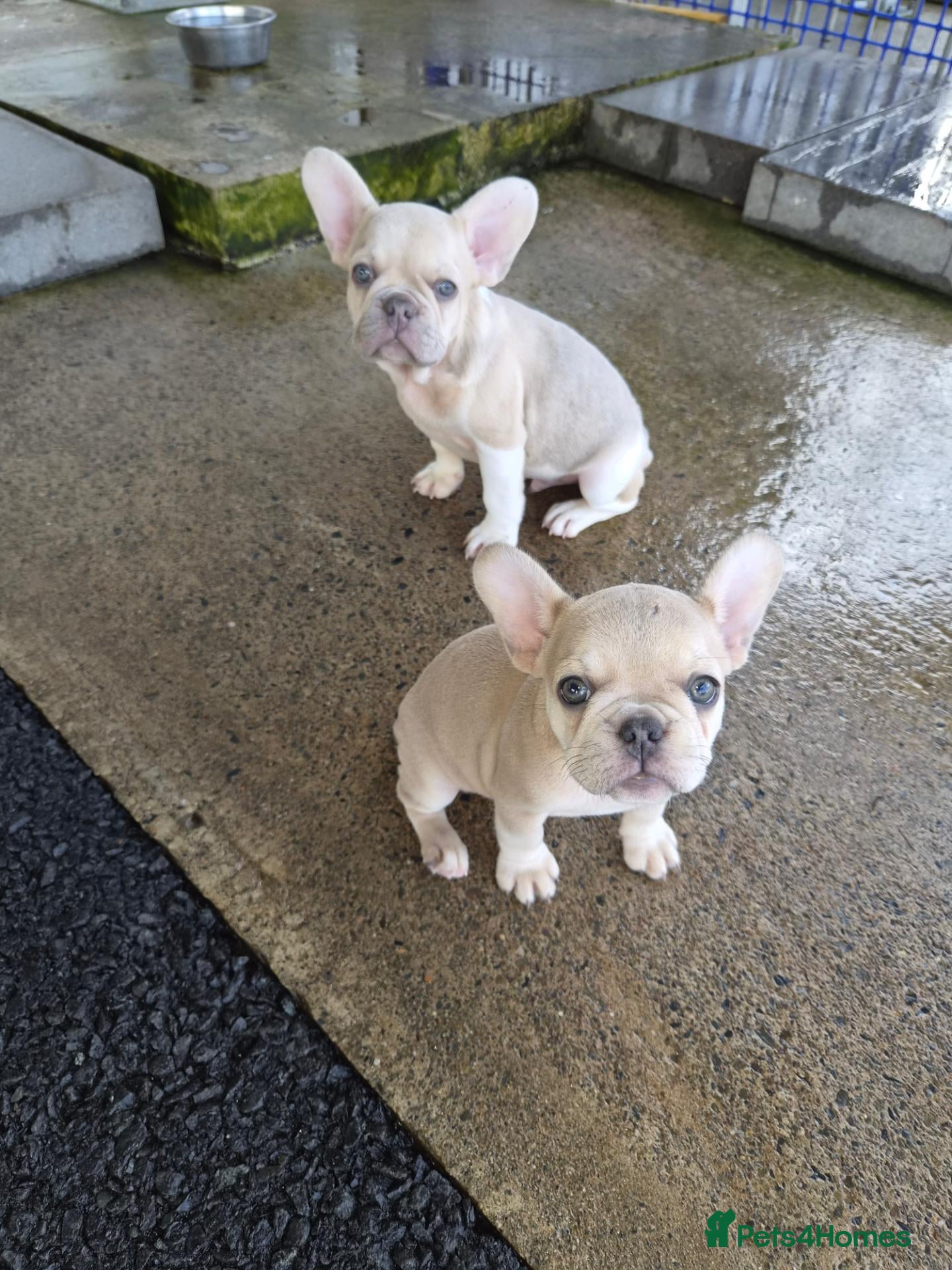 French Bulldog dogs French Bulldog KC Puppies - Advert 1