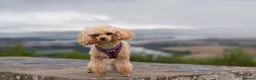 Maltipoo dogs for sale: Beautiful Multipoo Puppies in Perth - Advert 4