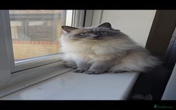 Ragdoll cats for sale: Ragdoll for sale  - Image 6