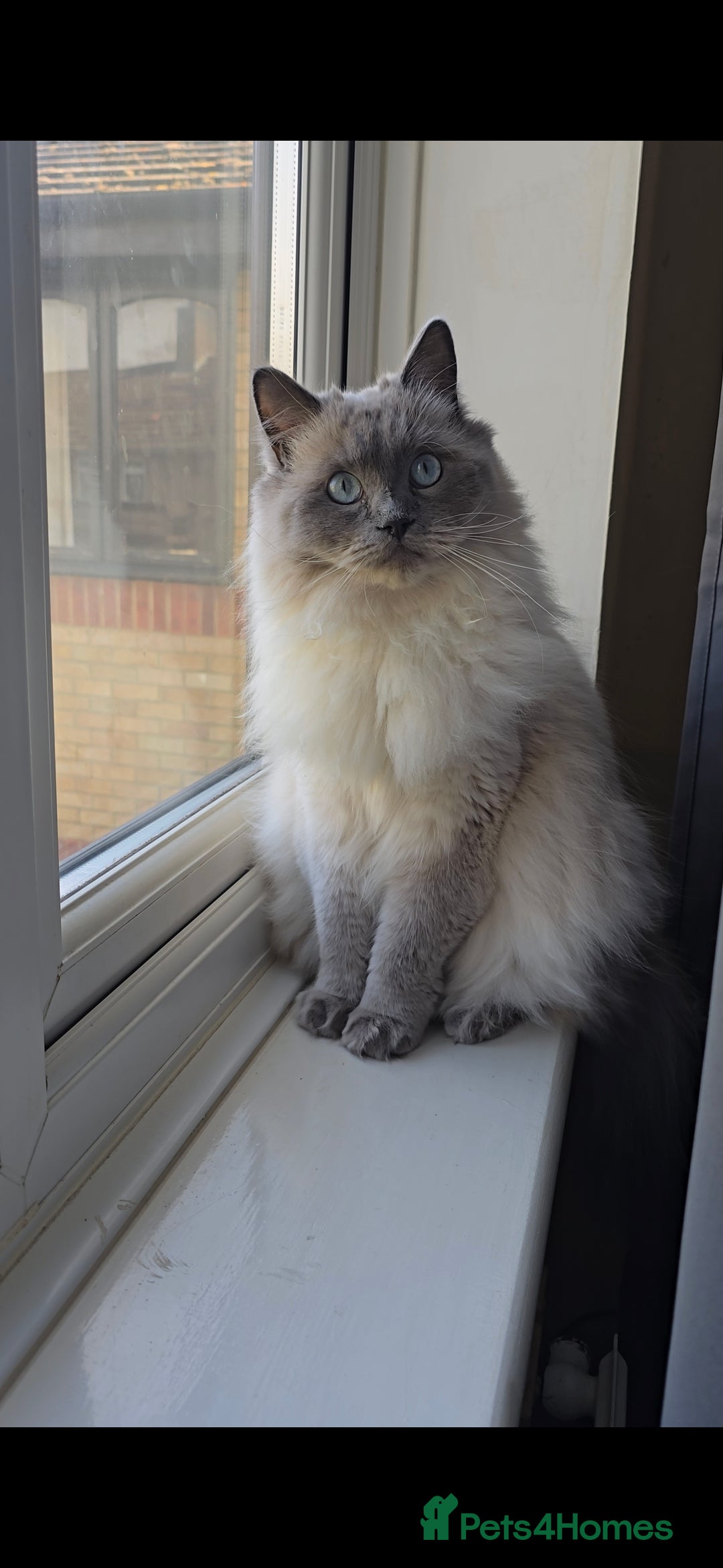 Ragdoll cats for sale: Ragdoll for sale  - Image 6