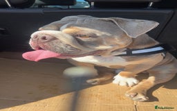 English Bulldog dogs for sale: English bulldog - Image 4