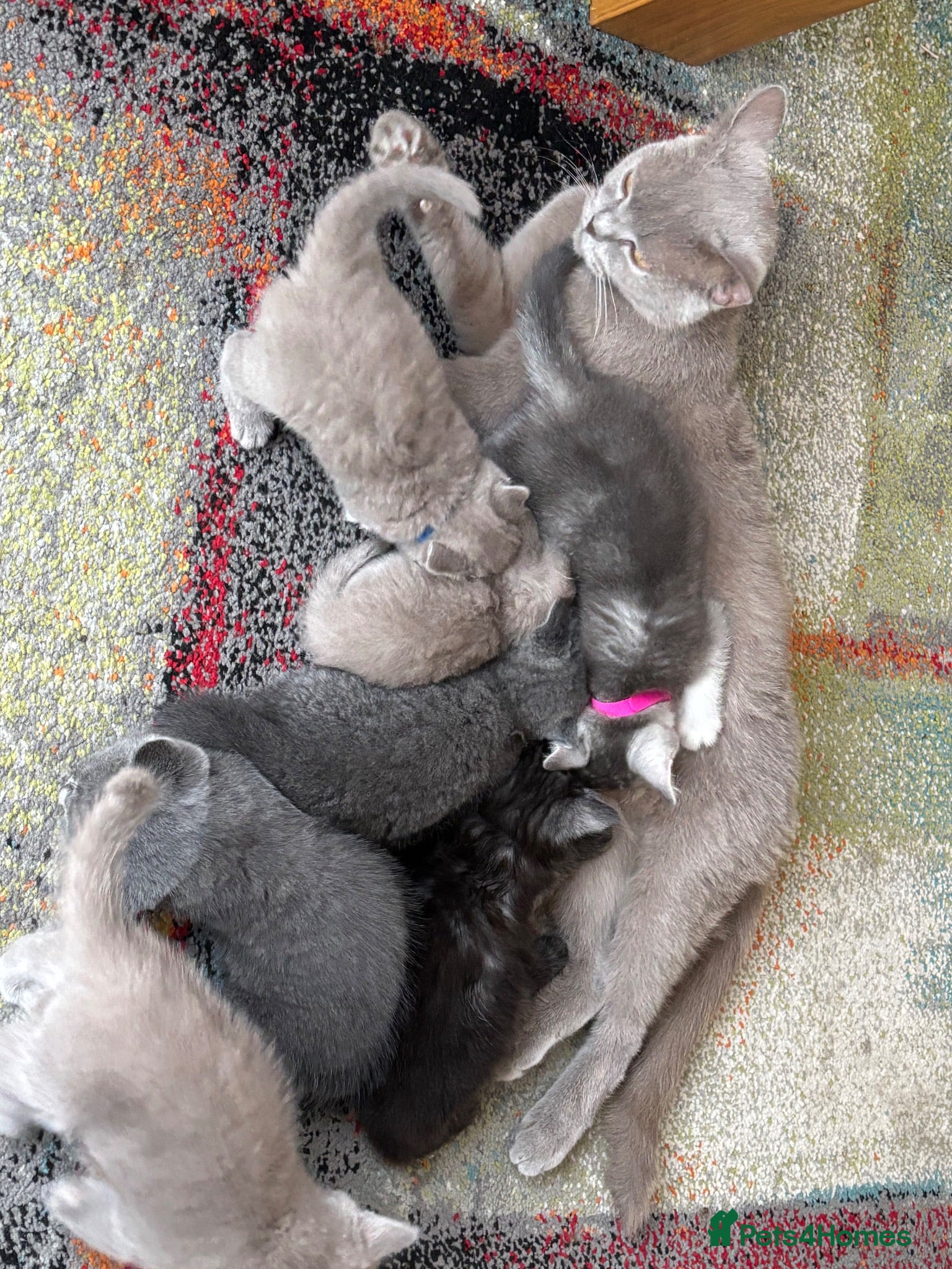 British Shorthair cats Stunning set of British blues - Advert 2