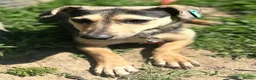 Mixed Breed dogs for adoption: 💙 VOLT: LOOKS AT PEOPLE LIKE THEY MEAN EVERYTHING in Burton-on-Trent - Advert 9