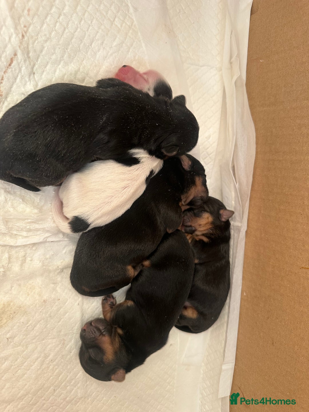 Mixed Breed dogs for sale: Yokrshire terrier pups  - Image 4