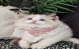 Ragdoll cats for sale: 🩷✨️Lovely Chunky EU kittens✨️🏆TICA Award cattery - Image 26