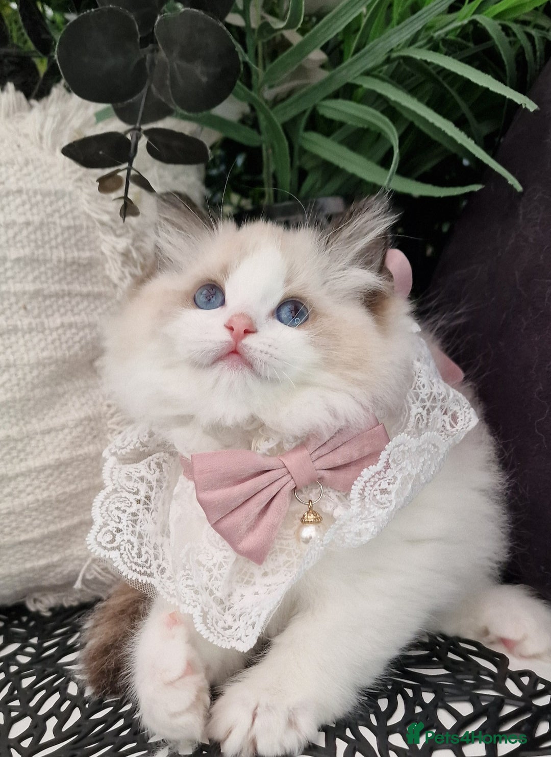 Ragdoll cats for sale: 🩷✨️Lovely Chunky EU kittens✨️🏆TICA Award cattery - Image 26