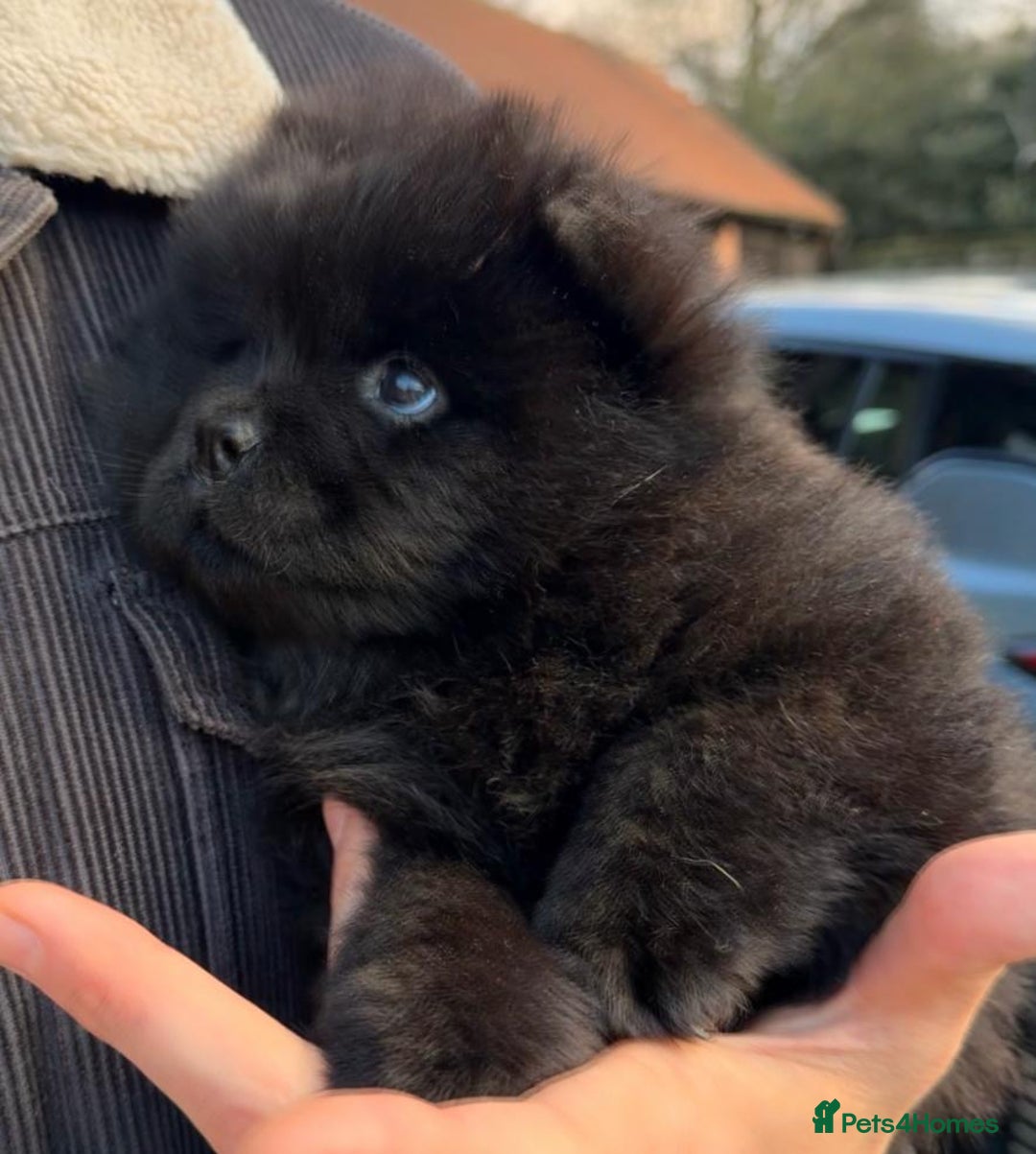 Chow Chow dogs for sale: Ready to go to their new homes.  - Advert 9