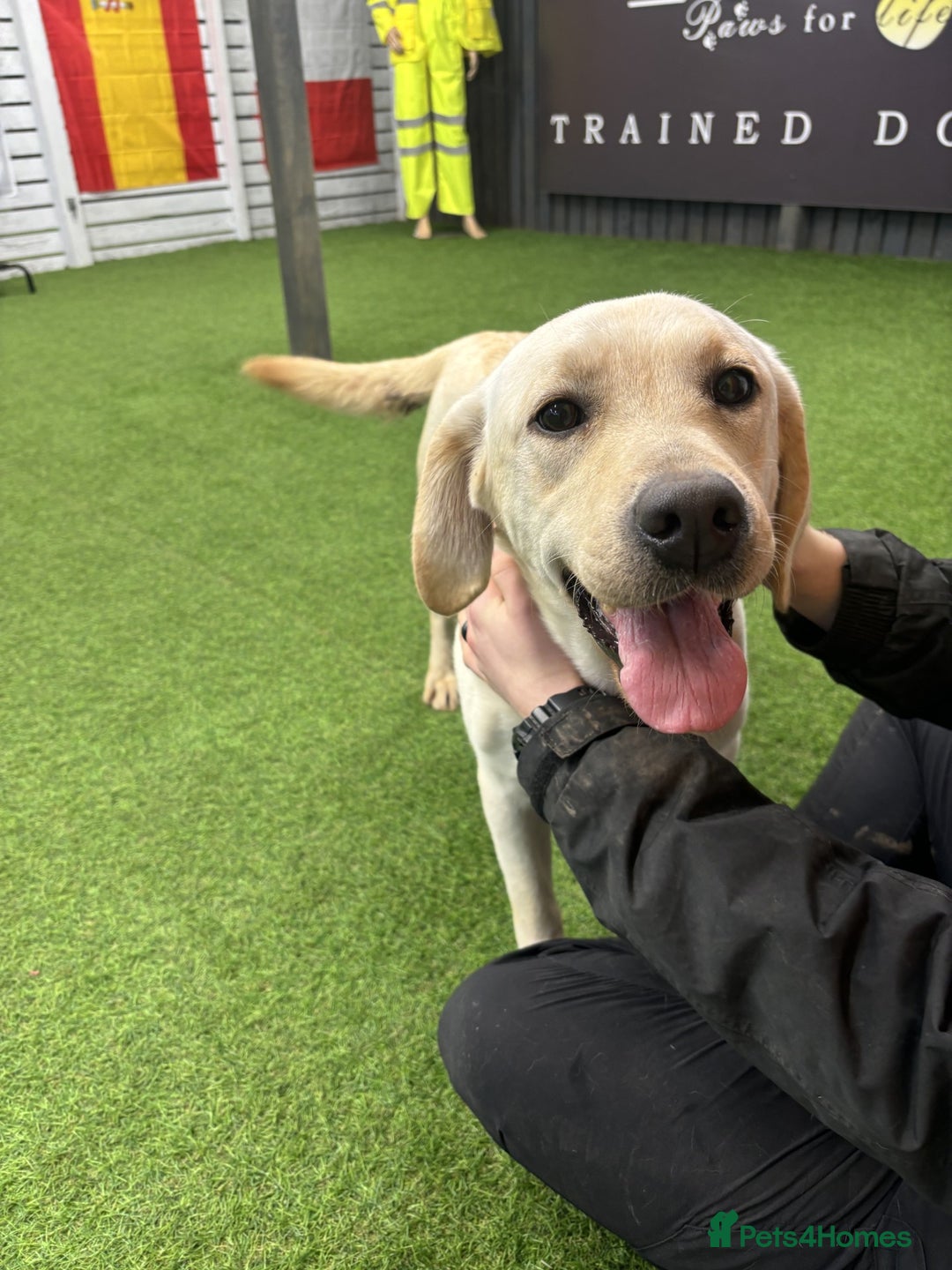 Labrador Retriever dogs for sale: New Litter of Labradors - Ready for Training  - Advert 6