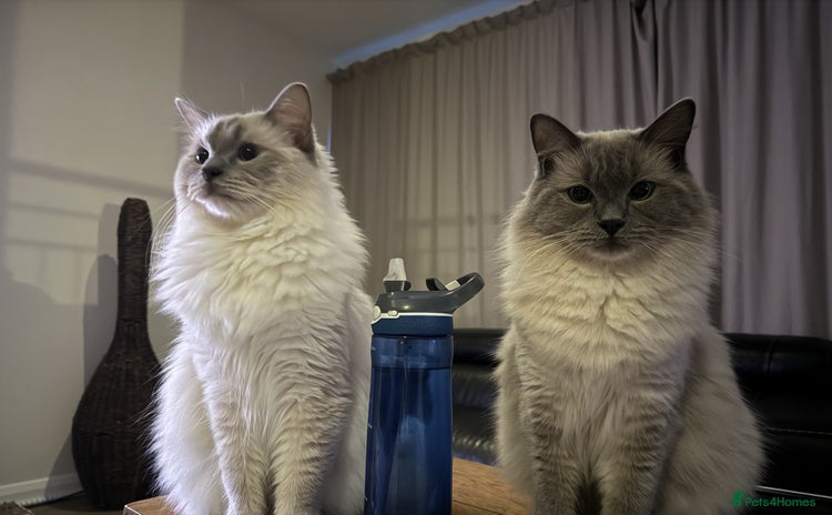 Ragdoll cats - Advert 3