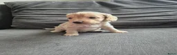 Cockapoo dogs for sale: F1 Cockapoo babies - ready start july   - Advert 8