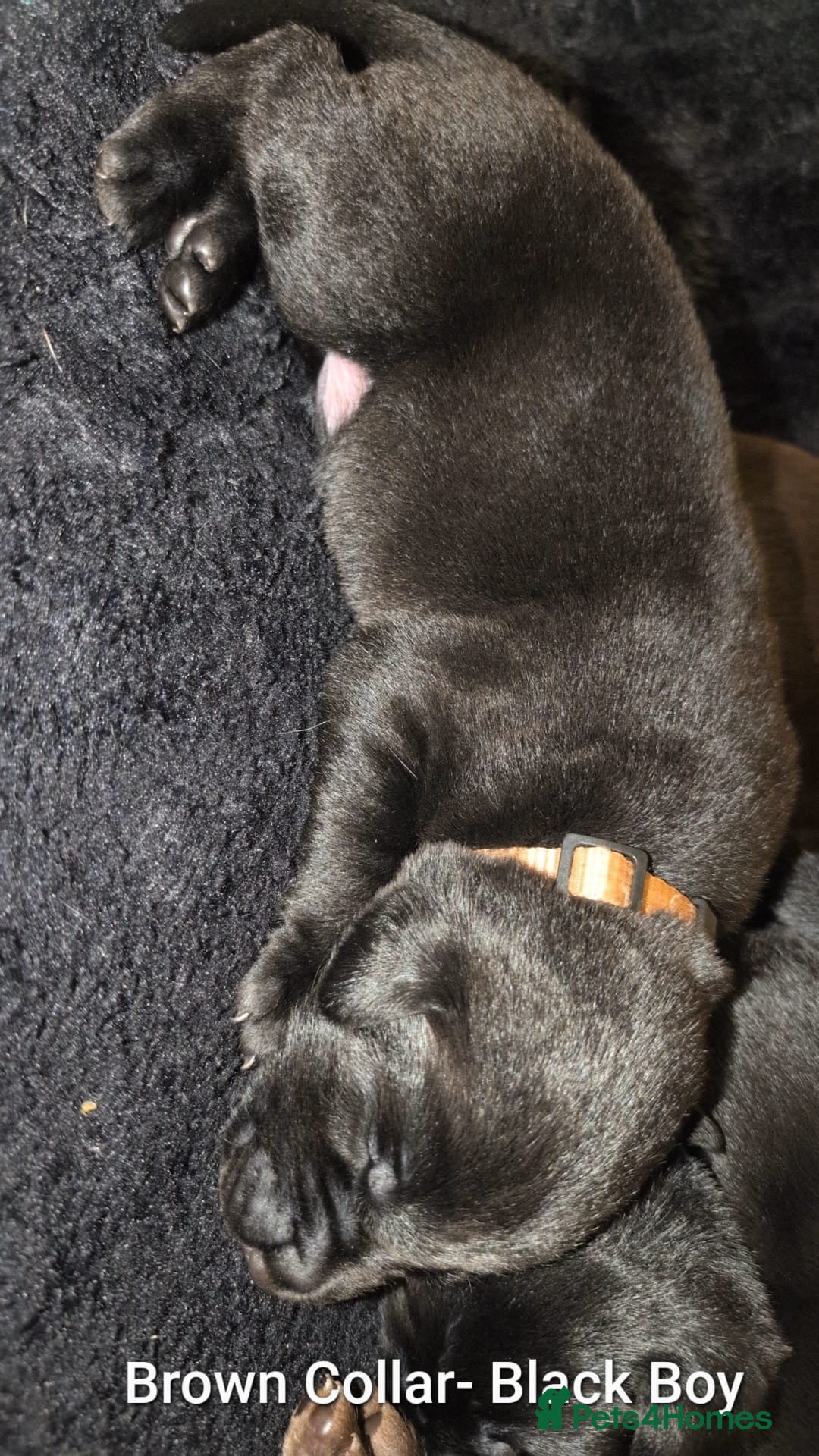 Labrador Retriever dogs for sale: Labrador puppies  - Advert 6