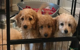 Cockapoo dogs for sale: 🐩🐶STUNNING F1 COCKAPOO PUPPIES🐶🐩 - Image 22