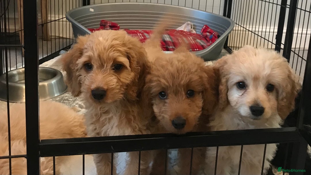Cockapoo dogs for sale: 🐩🐶STUNNING F1 COCKAPOO PUPPIES🐶🐩 - Image 22