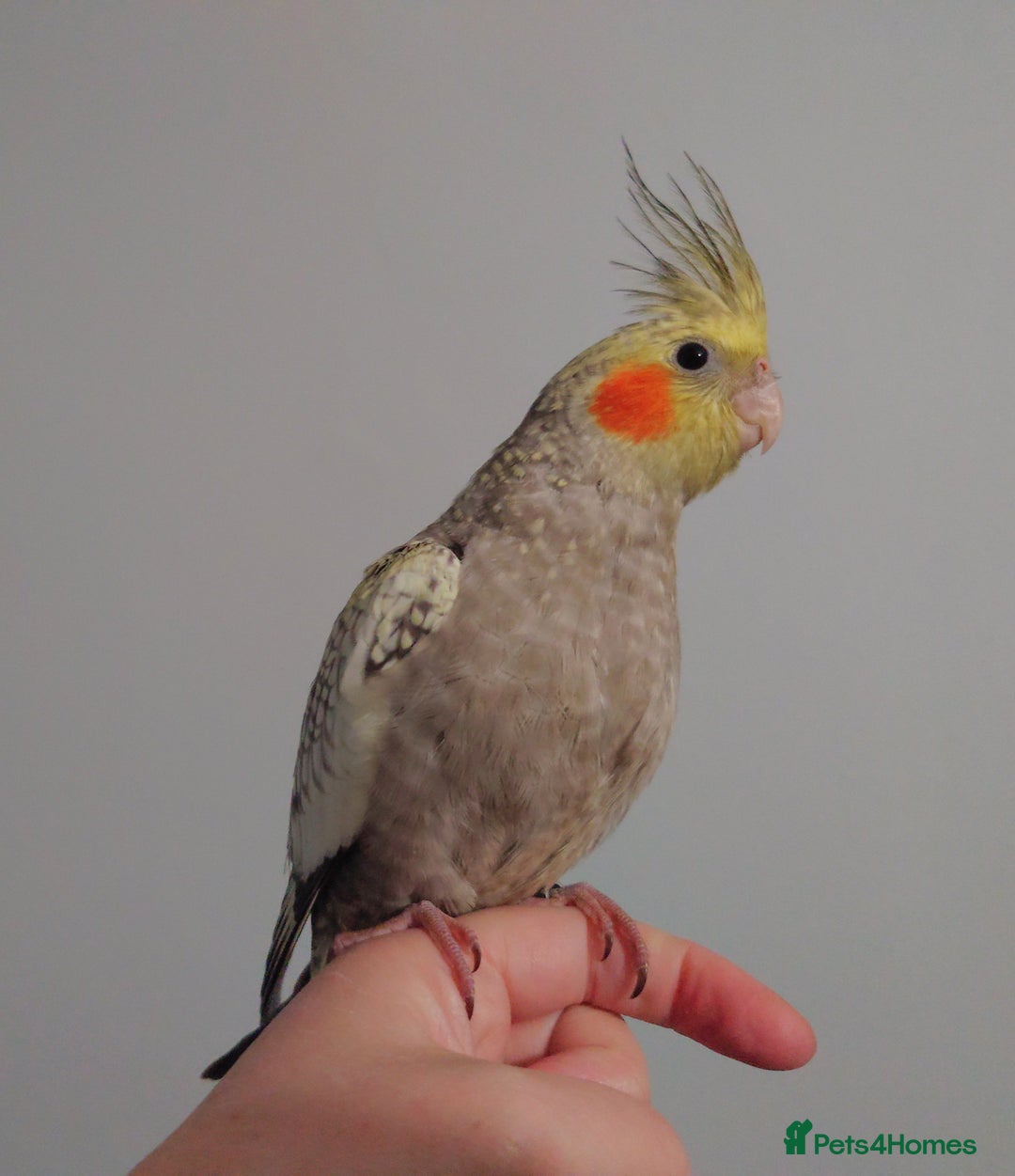 Cockatiels birds for sale: Hand reared silly tame DNA sexed baby cockatiels  - Image 32