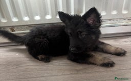 German Shepherd dogs for sale: German shepherd puppies - Image 10