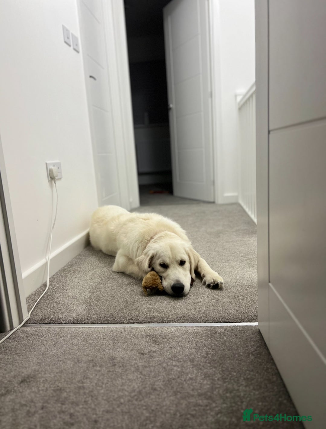 Golden Retriever dogs for sale: English Cream Golden Retriever - Advert 7