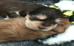 Cockapoo dogs for sale: 4 Beautiful female cockerpoos  - Image 8