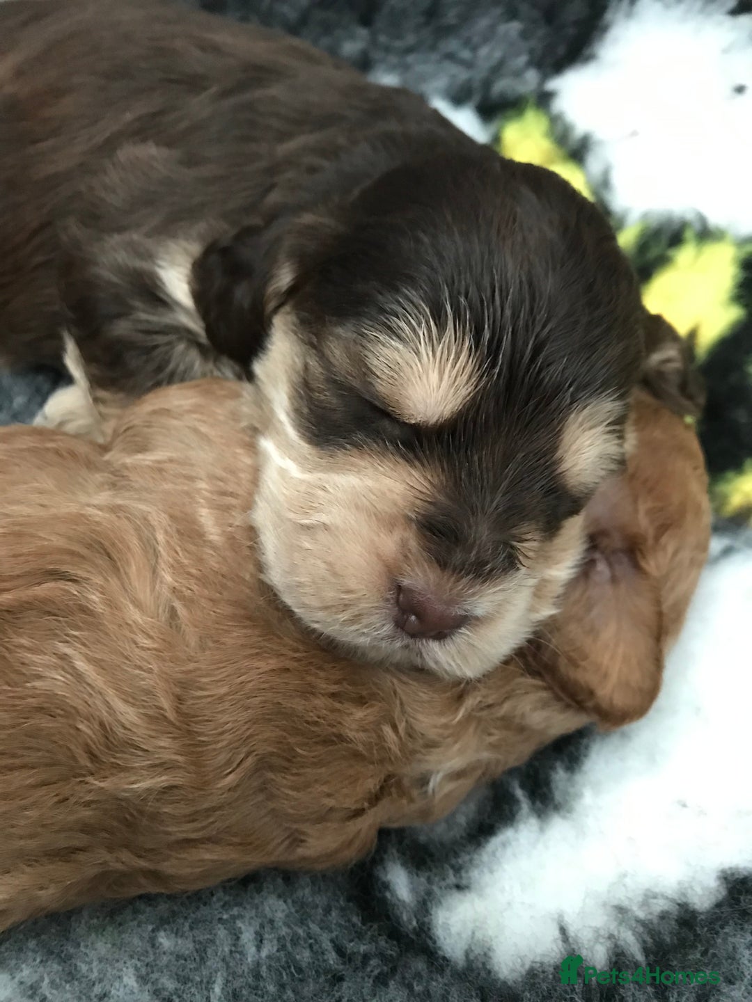 Cockapoo dogs for sale: 4 Beautiful female cockerpoos  - Image 8