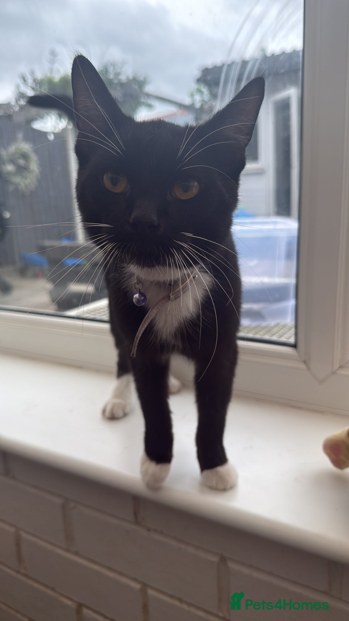 British Shorthair cats Please help rehome Lokie 🐈‍⬛ - Advert 5