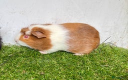 Guinea Pig rodents for sale: Super calm, friendly Guinea pig females  - Image 12