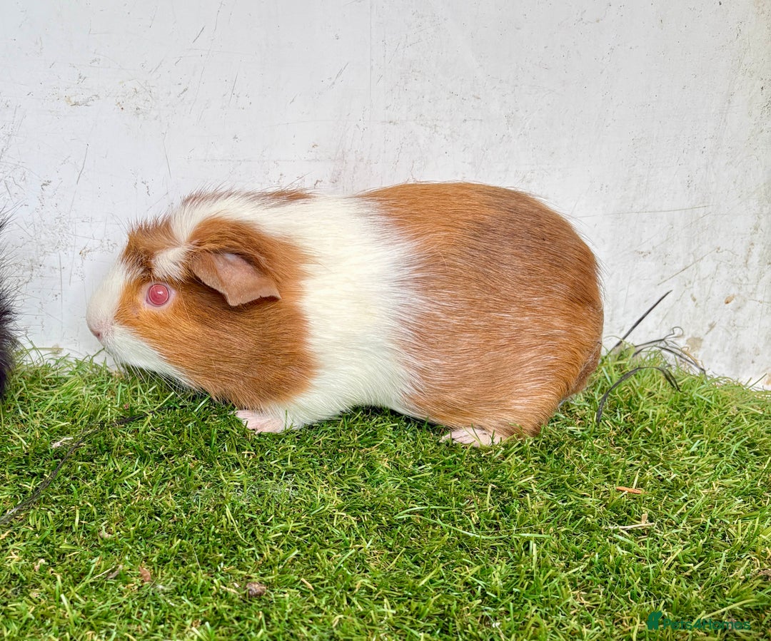 Guinea Pig rodents for sale: Super calm, friendly Guinea pig females  - Image 12